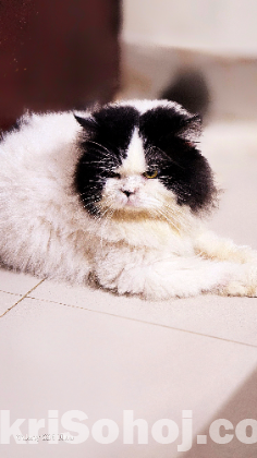 Pure Persian Adult Male Cat